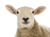 close up of a sheep s head against white backgroun 2021 08 26 18 02 41 utc