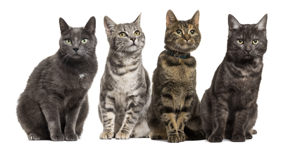 large group of crossbred domestic cats sitting in 2021 10 20 00 27 47 utc  1  zugeschnitten freigestellt