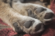 paws of a dog up close 2021 09 02 15 10 09 utc