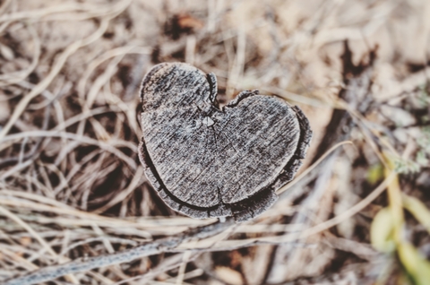 the heart of nature 2021 08 30 04 21 24 utc